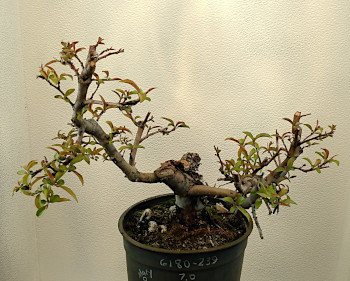 malus Mary Potter