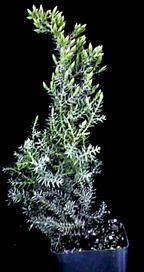 Procumbens