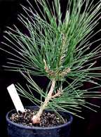 Katsuga '01 graft