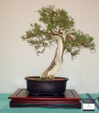 Juniperus californica'