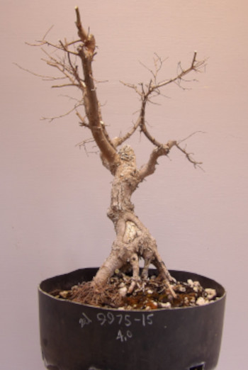 zelkova 15