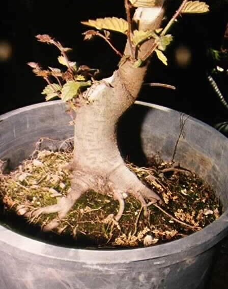 Image of trunk chopped Zelkova